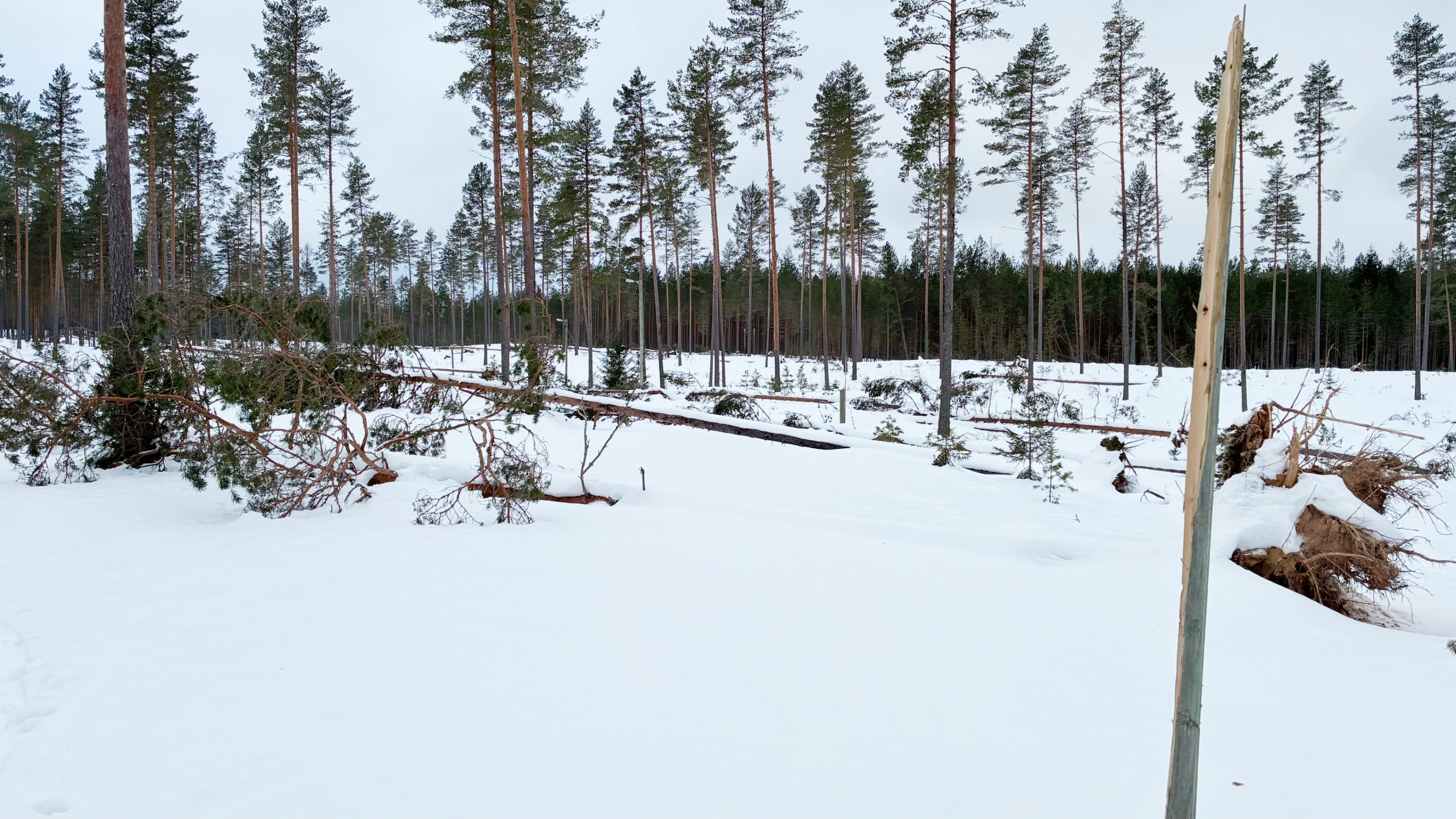 Träd ligger huller om buller på spåret. En avbruten belysningsstolpe närmast i bild.