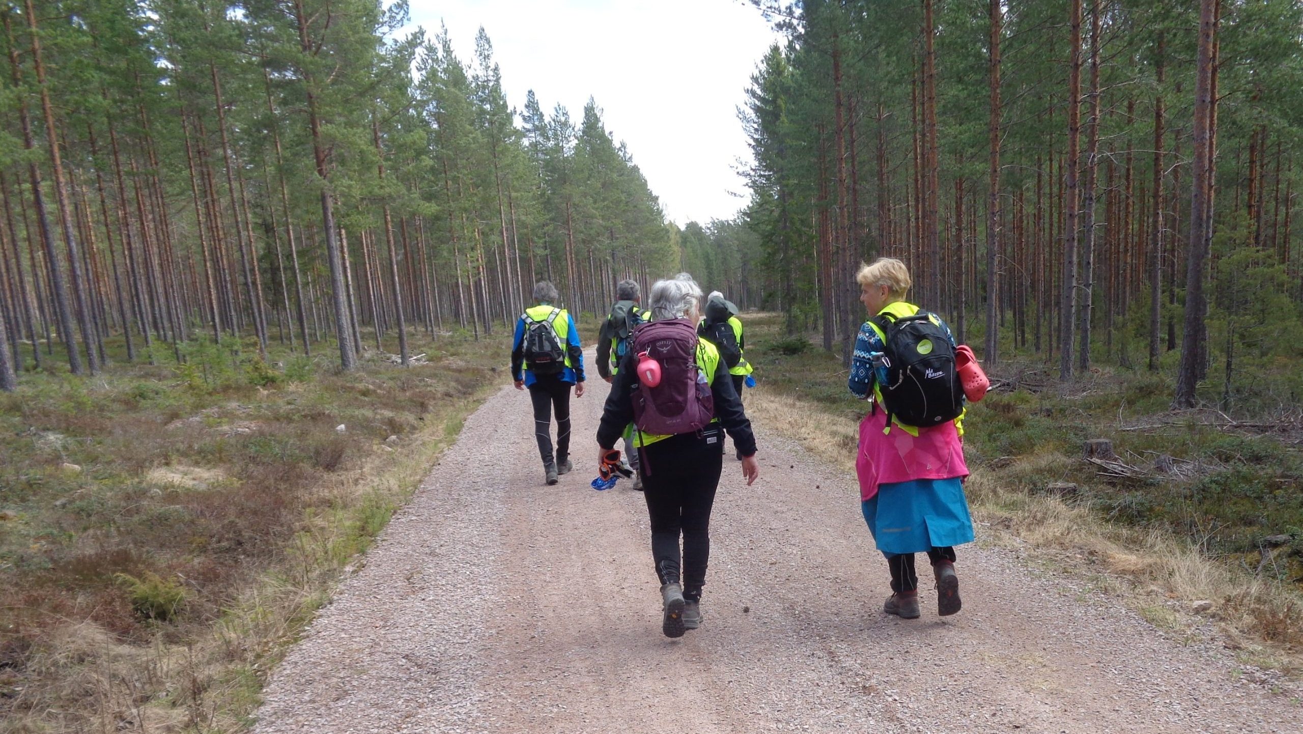 Ryggtavlorna på flera vandrare som går längs en skogsväg.