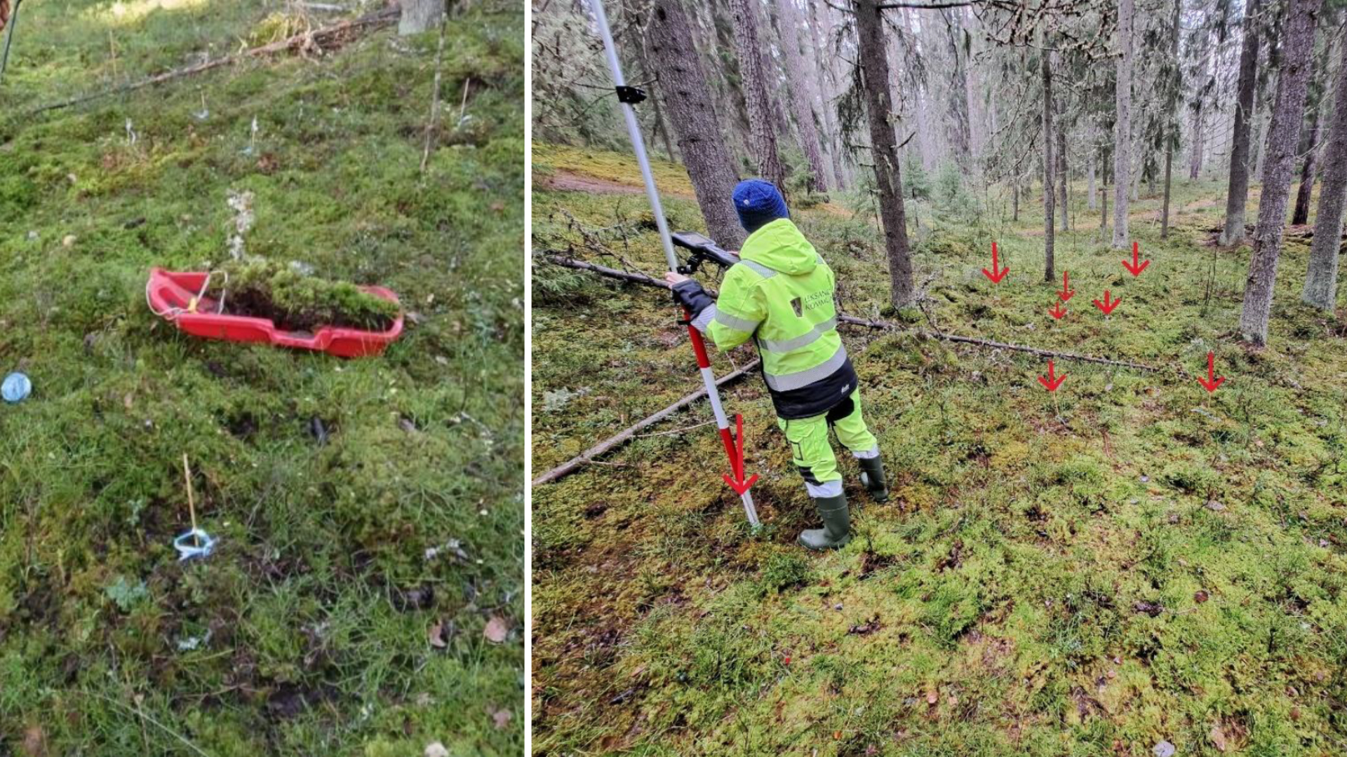 Bild på röd pulka med plantor på och kommunmedarbetare med mätutrustning fotograferad bakifrån.