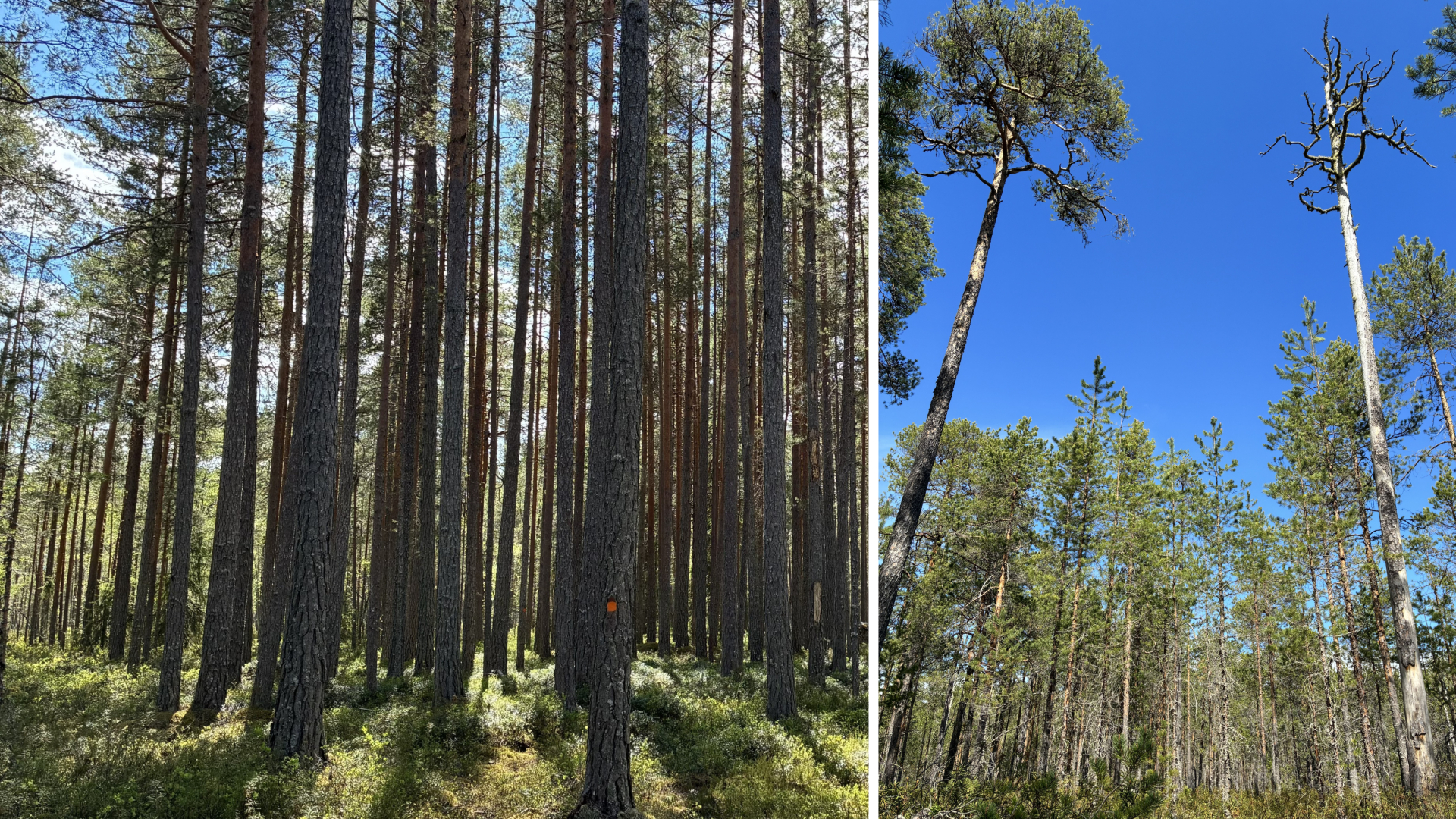 Delad bild där den vänstra delen visar en synnerligen tät tallskog, och den högra delen visar en hög tall med en fin trädkrona, intill en död trädstam på samma höjd.