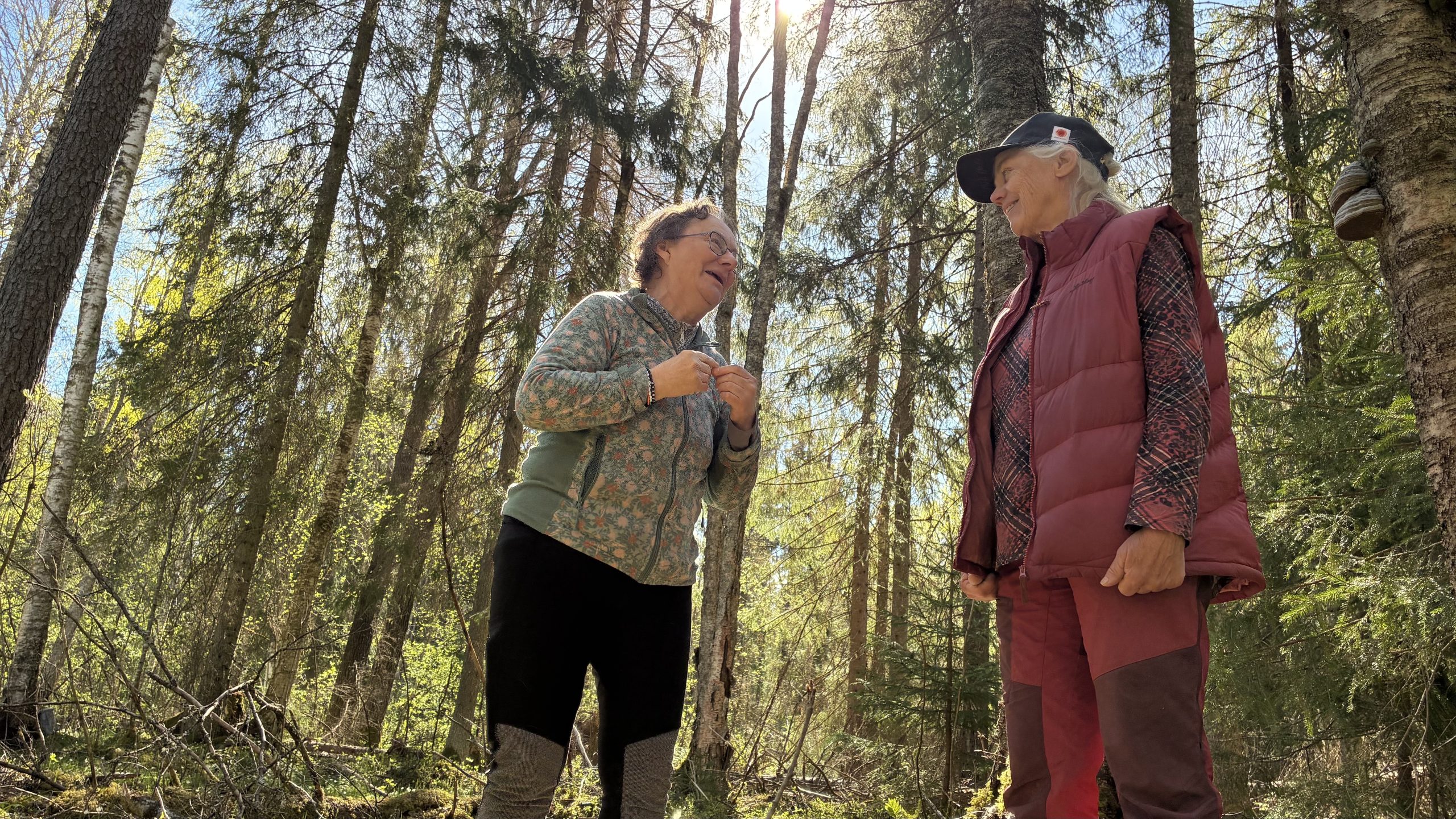 ”Njut av skogen” – Spillkråkorna vill peppa kvinnliga skogsägare