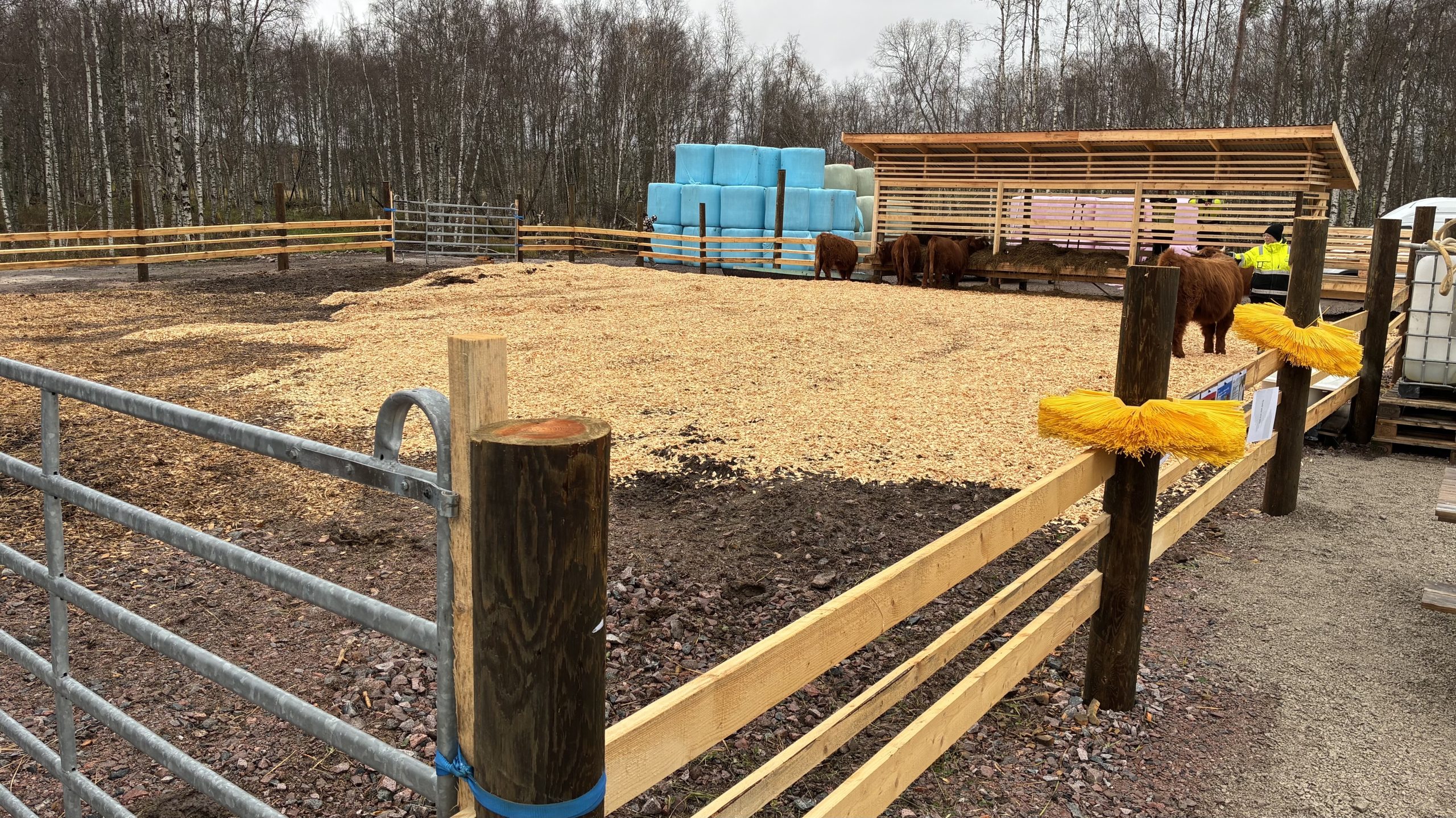 Översiktsbild på den nya hagen som korna vistas i.